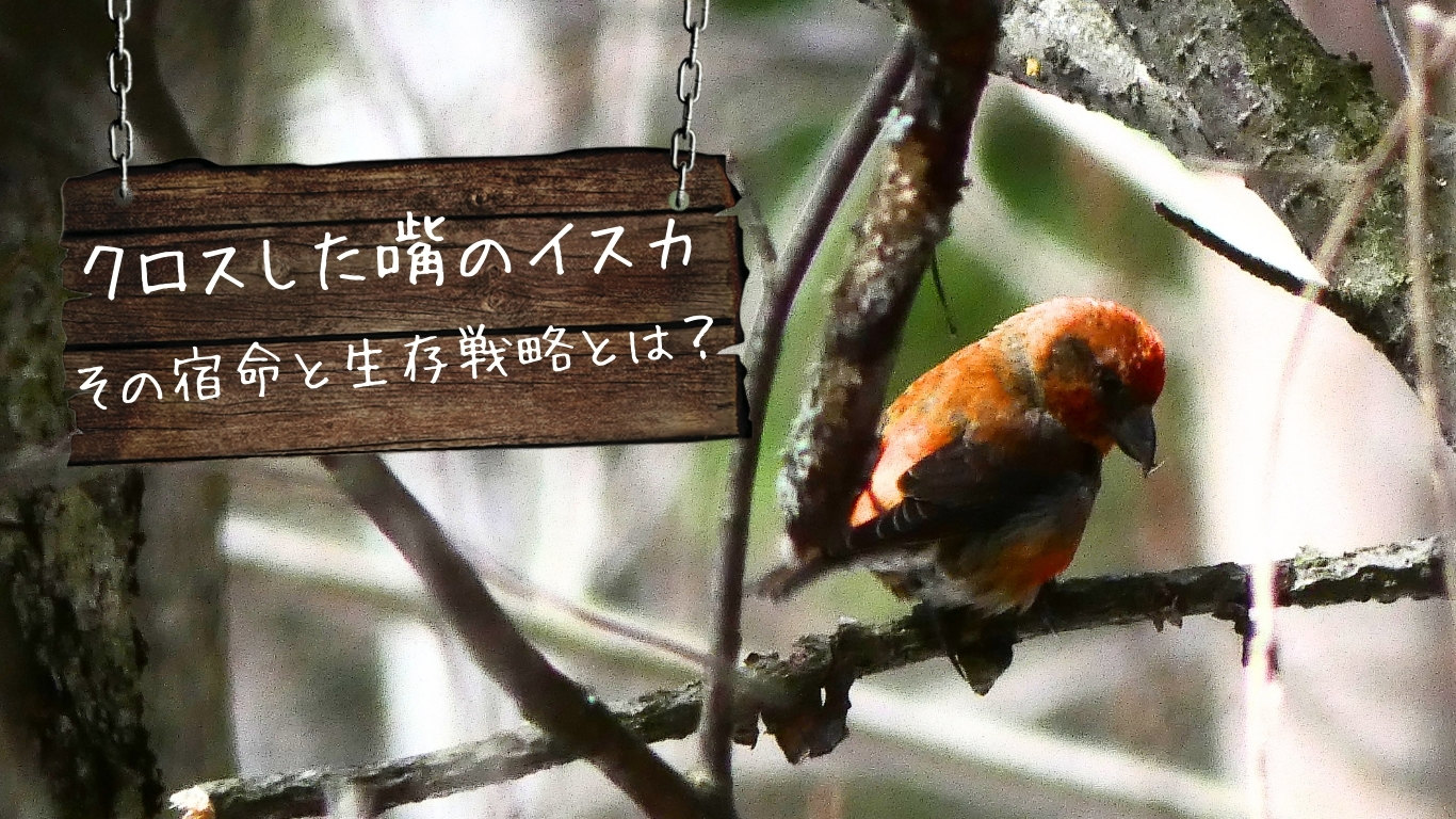 クロスした嘴のイスカ その宿命と生存戦略とは？