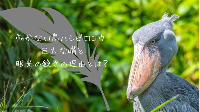 動かない鳥 ハシビロコウ 巨大な嘴と眼光の鋭さの理由とは？