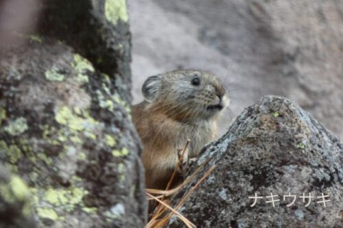 東ヌプカウシヌプリで撮影したナキウサギ