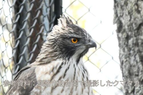 釧路市動物園で撮影したクマタカ