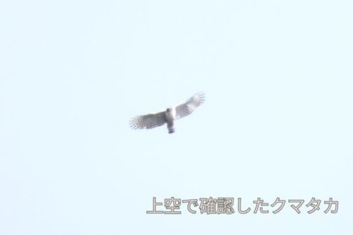 東ヌプカウシヌプリで撮影したクマタカ