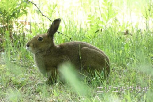 シーサイド・パークゴルフ場で撮影したエゾユキウサギ