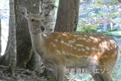 知床五胡で撮影したエゾシカ