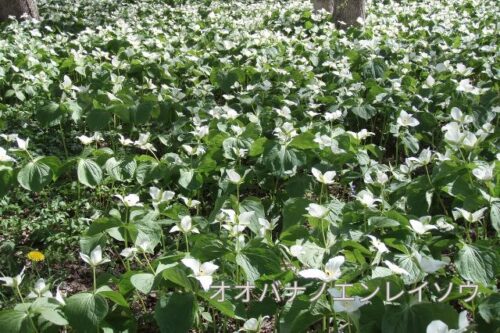 シーサイド・パークゴルフ場で撮影したオオバナノエンレイソウ