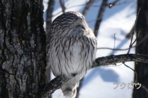 茂岩で撮影したフクロウ