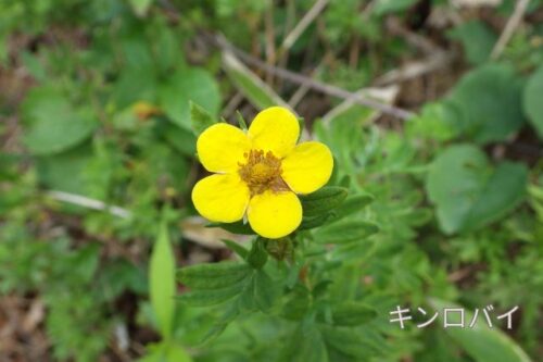 茂岩で撮影したキンロバイ