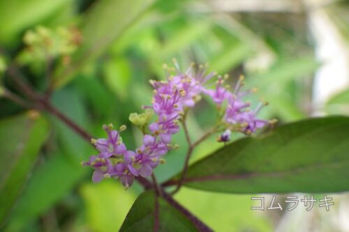 茂岩で撮影したコムラサキ