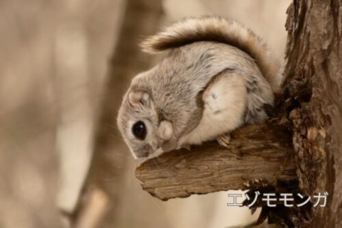 帯広の森で撮影したエゾモモンガ