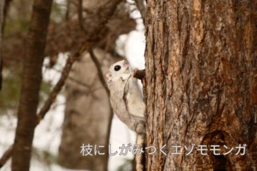 帯広の森で撮影したエゾモモンガ