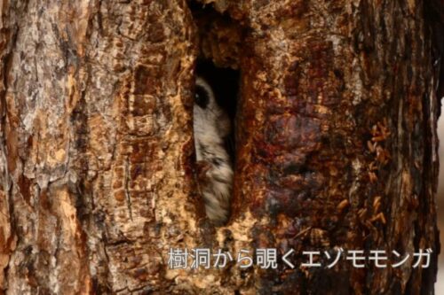 帯広の森で撮影したエゾモモンガ