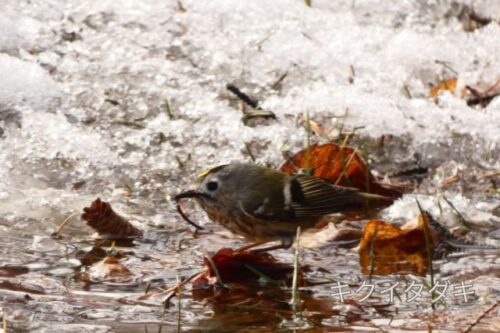 帯広の森で撮影したキクイタダキ