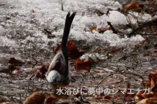 帯広の森で撮影したシマエナガ